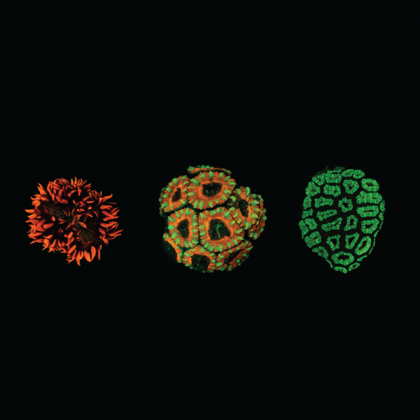 Coral: Rekindling Venus hero image, three coral species on a black background, one red, yellow and green