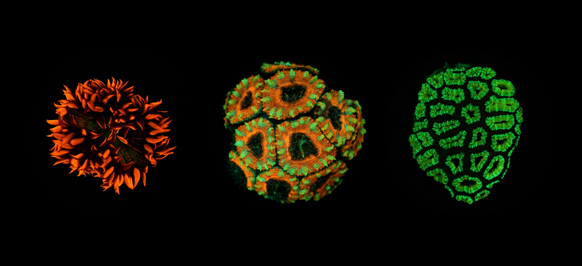 Coral hero image, three pollops suspend in a black background from the left we have one red and black, one yellow, green and black, and finally one green and black