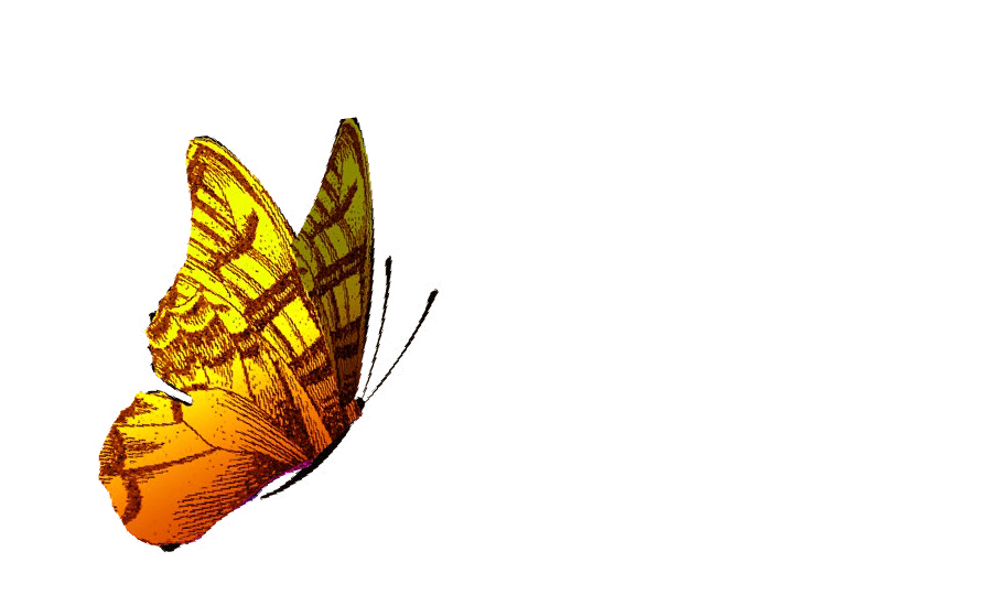 yellow and orange butterfly