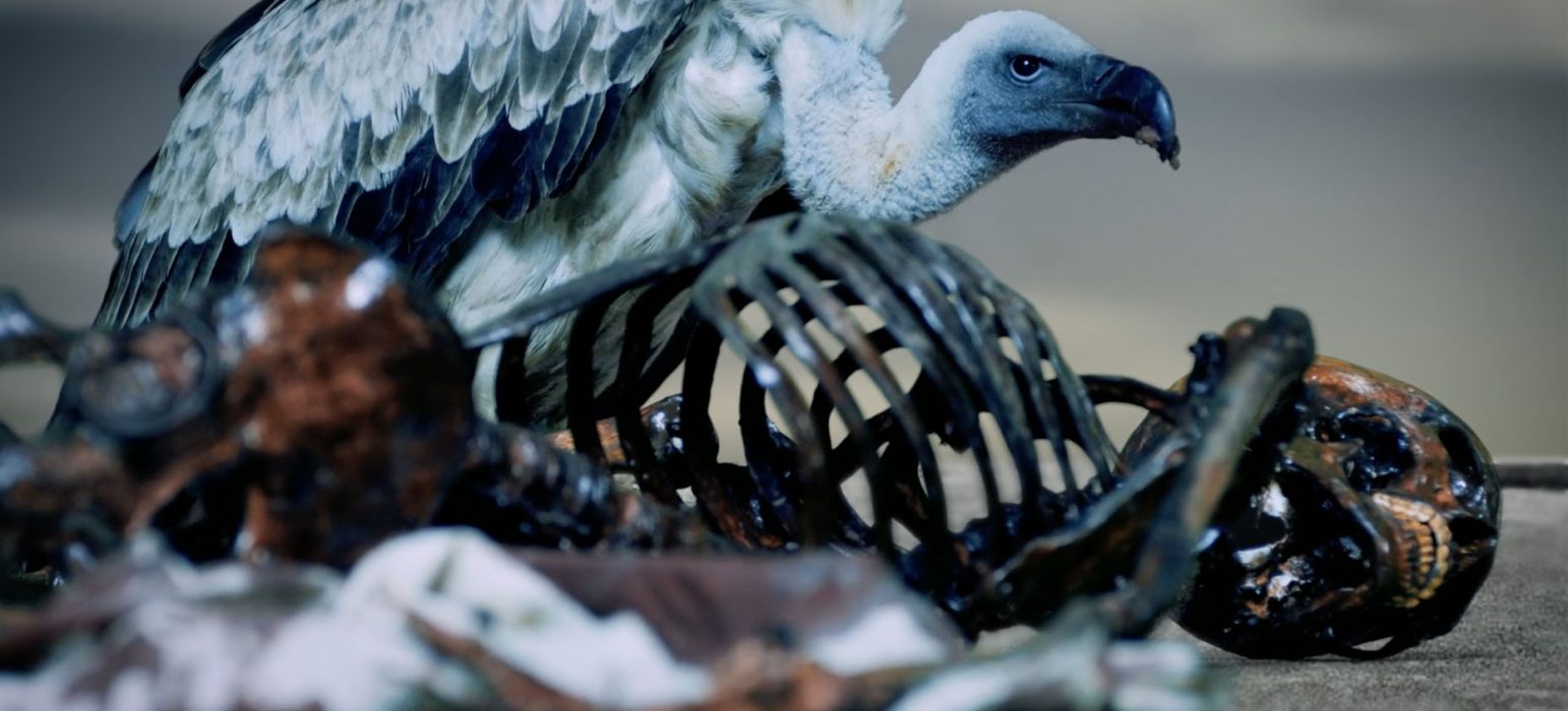 A vulture is perched atop a skeleton that is laying on the dusty ground. The vulture has white and black feathers and one dark eye that stares directly at the camera.