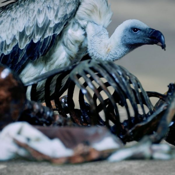 A vulture is perched atop a skeleton that is laying on the dusty ground. The vulture has white and black feathers and one dark eye that stares directly at the camera.