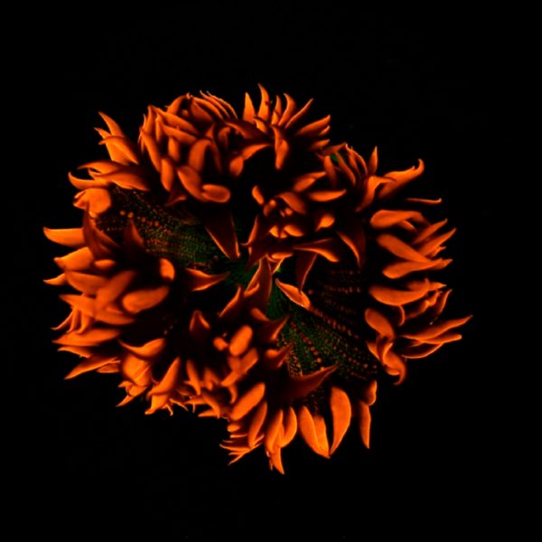 A fluro red sphere of coral emerges from a black background.