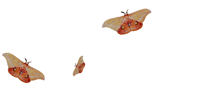 brown and red moths, this is a graphic from our 2023 hero image by milan milojevic