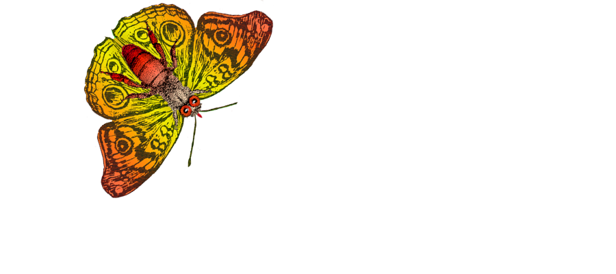 butterfly graphic