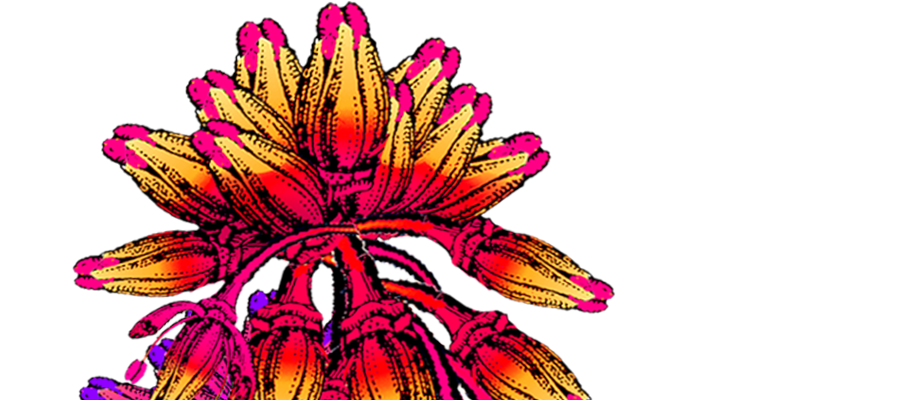 pink flower graphic